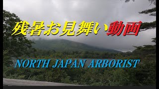 647.番外・残暑見舞い動画　English sub