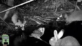 【トレイルカメラ】水溜りにきた動物たち 11月前編