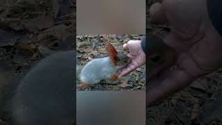 insting eating #shorts #cute #litle #animals #wildlife #jungle #fun #natgeowild #rabbits#4k #animal