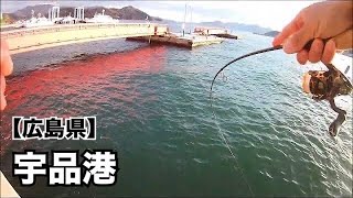 【広島釣り】鱒レンジャーでメバリングしてたら…予想外の大物が喰ってきた🎣