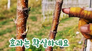 측지 발생 유도제 시그*(ba) 효과 / (농약/비료 판매 미등록 제품으로 판매 중단)