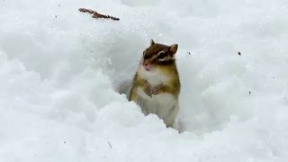 円山公園のシマリスと雪。