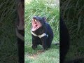 Tasmanian Devils are known for their ferocity and loud, high-pitched scream