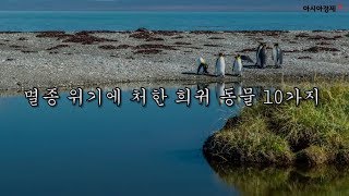 멸종 위기에 처한 희귀 동물 10가지