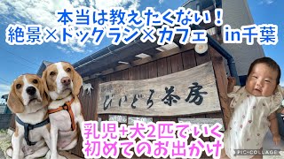 【本当は教えたくない】千葉県にある犬連れにとって最高のカフェ教えちゃいます☕️