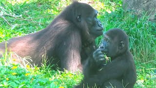 金剛猩猩Iriki與兒子Ringo👶🏻🦍Gorilla Iriki and son Ringo September 5th, 2024#金剛猩猩＃gorilla