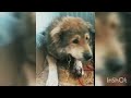 azerbaijan shepherd dog caucasian dogs çoban kopeği کلاب اقوی قوقازی Азербайджан оригинал собакy