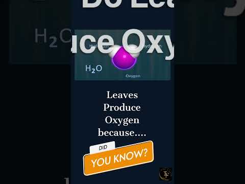 Which process does oxygen pass out of a leaf?