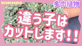 【植物】【ガーデニング】【succulent】綴化苗の綴化じゃない子はカットしていきます！