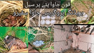 Breeding Progress Java Sparrow