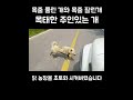 닭농장을 초토화 시킨 들개의 정체는... 들개 목줄풀린개 멍멍이삼촌과동행