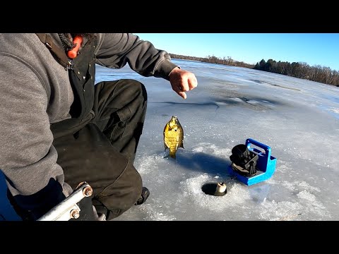 Central Wisconsin Early Ice Fishing Panfish! - YouTube