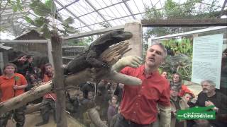 Lâcher Des Varans Crocodiles