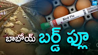 బాబోయ్ బర్డ్ ఫ్లూ || Bird Flu Positive in Badampudi Eluru District || @SakshiTV