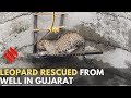 Leopard rescued from well in Gujarat