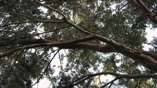 Mastering Git Tutorial: Branching | packtpub.com