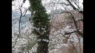 4月 1日, 2013年花見音戸の瀬戸公園