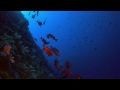 the living sea imax hd 1080p trailer