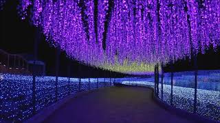 Nabana no Sato Flower Park and Amazing Winter Illumination Displays, Kuwana City, Mie