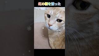 虹の橋を渡った愛猫が俺にくれたメッセージが優しすぎて泣けた… #占い #タロット #オラクルカード  #猫