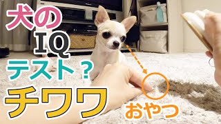 犬のIQテストをうけたチワワがかわいかった | Chihuahua takes IQ test