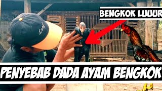 KENAPA DADA AYAM KALIAN BENGKOK BEGINI SOLUSINYA❗