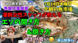 【エソの捌き方\u0026開き方】【つまみ食い😋】【魚屋作業風景】今朝の魚市場7月14日木曜日の水揚げ状況