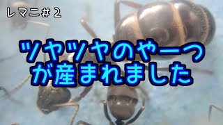 【レマニちゃん飼育記#2】ヤマクロヤマアリにワーカーが産まれました