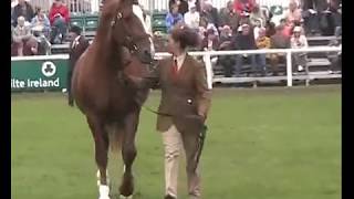 Dublin Horse Show RID Stallion Parade RDS 2006