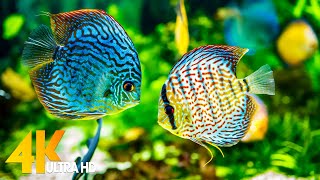 Aquarium 4K VIDEO (ULTRA HD) 🐠 Sea Animals With Relaxing Music - Rare & Colorful Sea Life Video