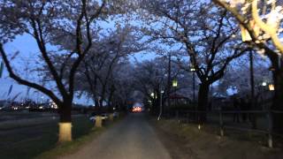 垂井町 相川公園の桜並木 2015年4月4日