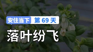 【安住当下DAY69】我的身体里早已落叶纷飞｜10分钟冥想引导