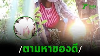 ชาวบ้านเข้าป่าหาดอกกระเจียวขาย | 14-04-63 | ตะลอนข่าว