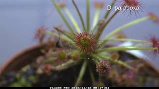 Drosera paradoxa Zeitraffer mit Fischfutter/sundew time lapse fish food