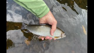 A Dozen Welsh Grayling Ombre on a CDC F-Fly - Fly Fishing VCAC