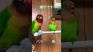 MACAW🦜もも\u0026メロン #ヤエザクラインコ #ボタンインコ