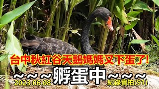 台中秋紅谷黑天鵝媽媽又下蛋了! ~孵蛋中~2023.06.08.實拍(91) 4k