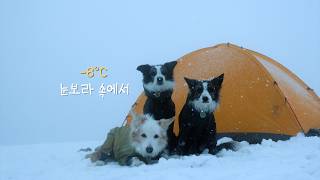 앞이 보이지 않는 눈보라 속에서 강아지들과 하룻밤ㅣ솔로백패킹