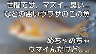 【魚突き】あの魚の、悪い噂を払拭したい件