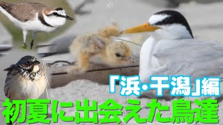 初夏に出会えた鳥達②【浜・干潟】編