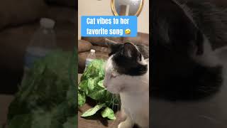 Cat vibing to her favorite song 🤣 #funny