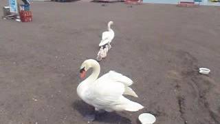 山中湖のオオカクチョウ六つ子の雛　2016年6月1日