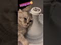 emotional crying cat moment heartwarming cat tears 😿