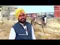 11 दिन का नुकरा बछेरा लेकिन फुर्ती देखने लायक़ 9592820006 jagraon mela punjab 2022