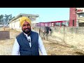 11 दिन का नुकरा बछेरा लेकिन फुर्ती देखने लायक़ 9592820006 jagraon mela punjab 2022