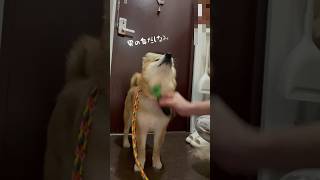 【ちゃちゃ丸】ブラッシングに協力的な柴犬 #shorts