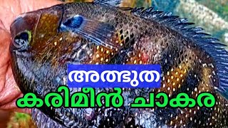 കരിമീൻ ചാകര കാണണോ ! Fishing at Kerala river #fishing  #fishingvideos