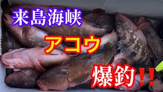 【アコラバ】仕掛けは●●●良型つ抜け続出‼️アコウしか食わん！！楽し過ぎる(^o^)／