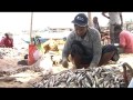 gutting for living unromantic tale of fishermen s wives