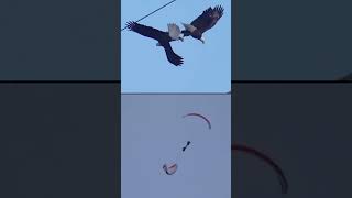 🔥Two Crazy People Copying Eagle Flying Skills 😱 #paragliding